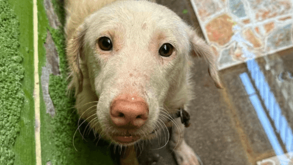 TATLONG ASO SA CALOOCAN, NAGHAHANAP NG FOREVER HOME