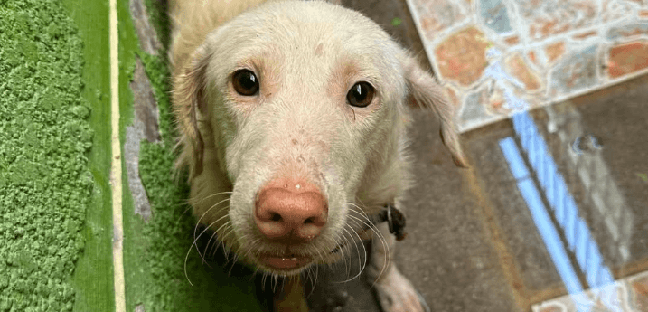 TATLONG ASO SA CALOOCAN, NAGHAHANAP NG FOREVER HOME